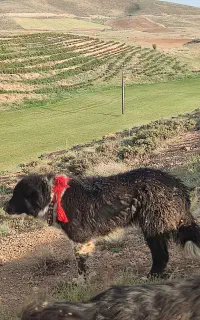 سگ لاس
