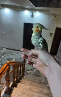 عروس هلندی