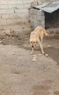 سگ عراقی ۱۵ماهه ماده