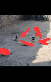 کبوتر طوقی