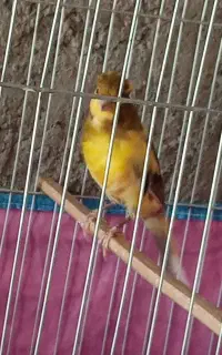 سلام. قناری ابلغ نر درشت خوش هیکل