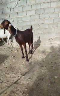 دو راس بز  پاکستانی