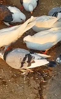 کبوترسفیدمچ پر