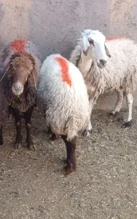 میش آبستن