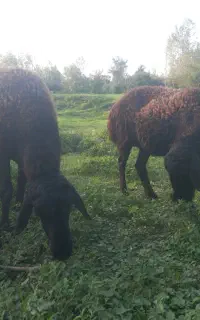 فروش گوسفند