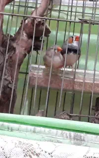 عروس. هلندی کوتوله فنچ