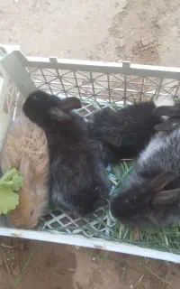 خرگوش