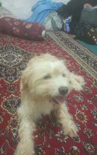 سگ پاکوتاه