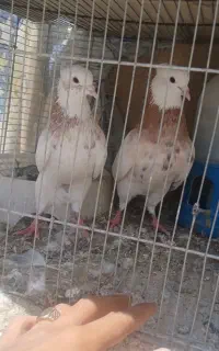 مجسمه کبوتر