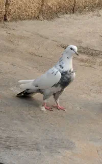 2جفت کبوتر خوب سالم پرشی