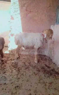 میش معاوضه بجا بز