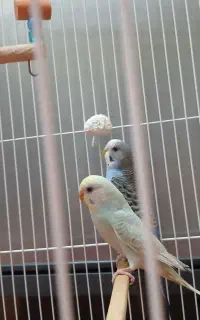 مرغ عشق