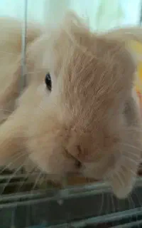 خرگوش آروم و باهوش و بالغ نر