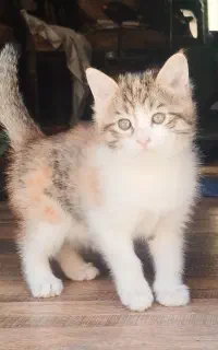 واگزاری رایگان بچه گربه ۵ ماهه ماده
