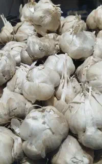 سیر