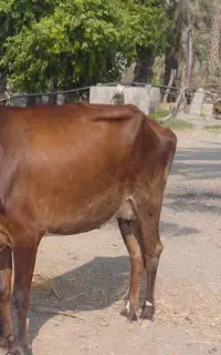 گاو ماده شیر ده