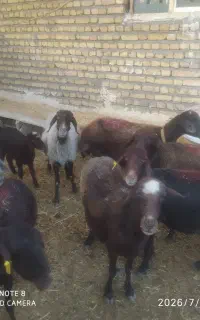 گوسفند میش