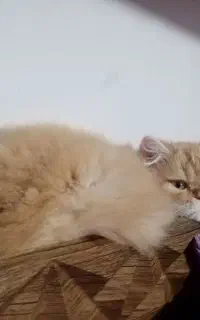 گمشده