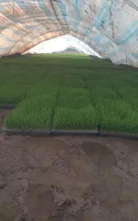 نشا. سینی