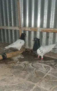 جفت سر سیاه دمه تخم