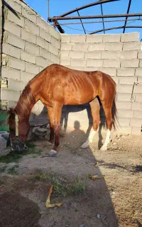 اسب مادیان کرد