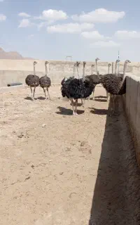 استخدام کارگر مزرعه پرورش شترمرغ. ایرانی یا اتباع