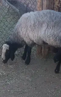 قوچ شال (میش بز بره شیشک)