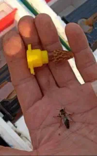 ملکه جفت خورده