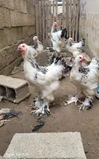 نیمچه برهما لایت