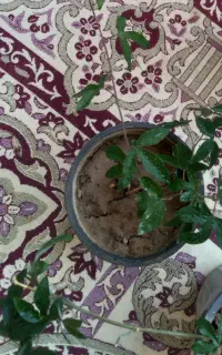 گل ساعتی