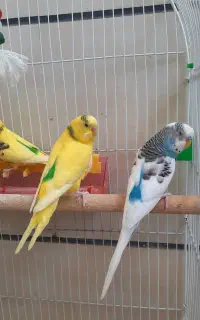 چهارعدد مرغ عشق با قفس