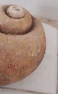 فسیل حلزون قدیمی