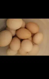 تخم مرغ طبیعی طبیعی روستا نطفه دار.20تومن