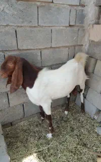 چپشت نری