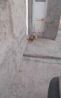 مرغ و جوجه