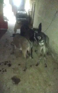فروش شیرالاغ