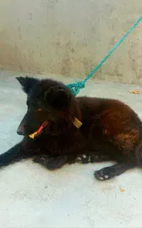 سگ بلک ژرمن