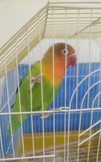 طوطی برزیلی فیشر ماده