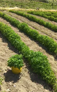 نشا گوجه فرنگی انجیری خوشه ای