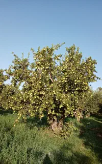 ب چند همکار خانوم
