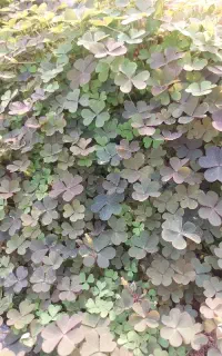 سبزی خوردن ترشه واش