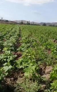 تور آلا لوبیا چغندر نخود ۱۰ نفریم