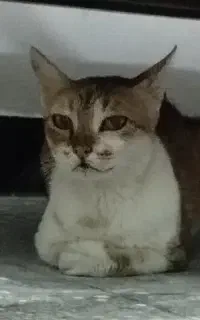 واگذاری رایگان فوری گربه دو ساله اهلی