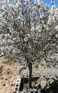 فروشندگی در نمایشگاه دهکده زاینده رود
