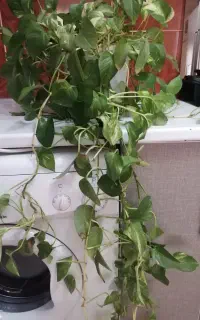 گل پتوس ابلق
