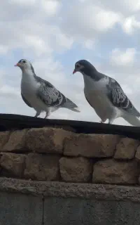 سیاه شاپرسفید باخت دادم