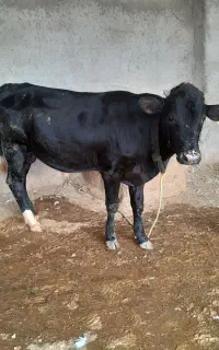 گوساله نر ماده گاومیش گاو