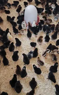 جوجه محلی