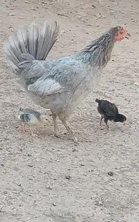 مرغ کرک،با جوجه