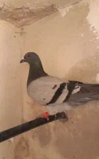 دوبر نر